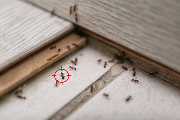 Best Termite Control Services  in Buffalo, MO