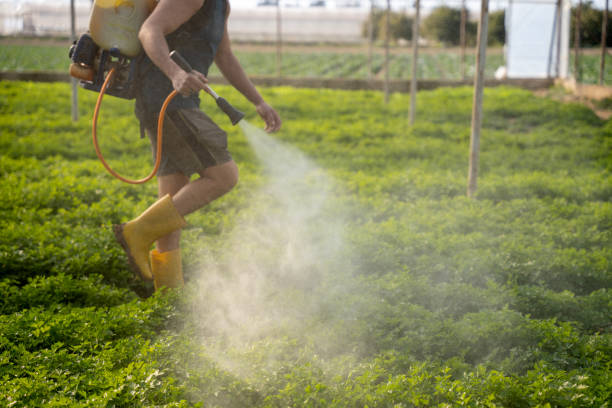Wasp Removal Services in Buffalo, MO