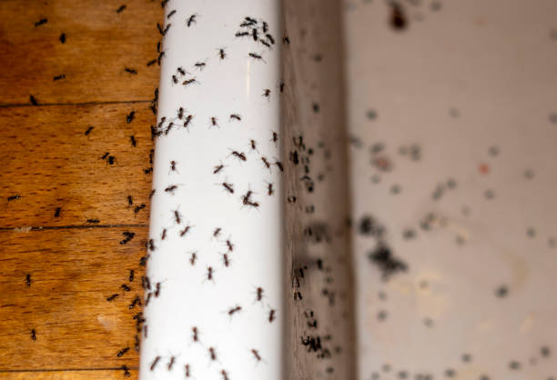 Best Flea Control Services  in Buffalo, MO