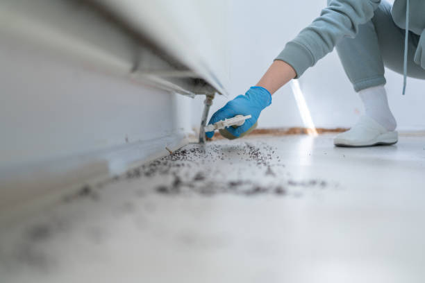 Flea Control Services in Buffalo, MO